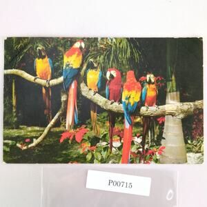 Parrots & Poinsettias 1960s Postcard Hannau Color Photo Florida Tropical